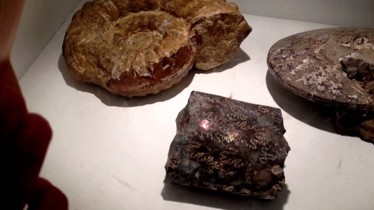 A Tour of:  The Utah Field House of Natural History Museum