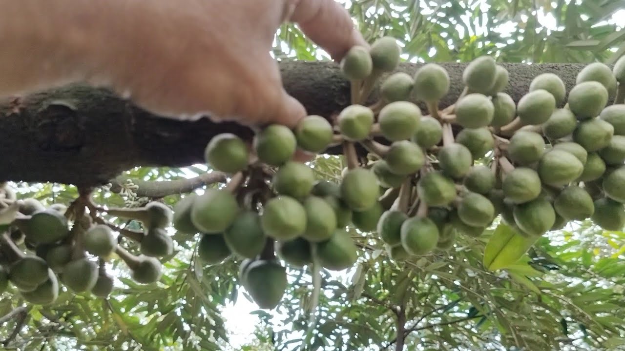 Vườn sầu riêng musking năm ra bông như ý muốn chuẩn bị sổ nhụy 