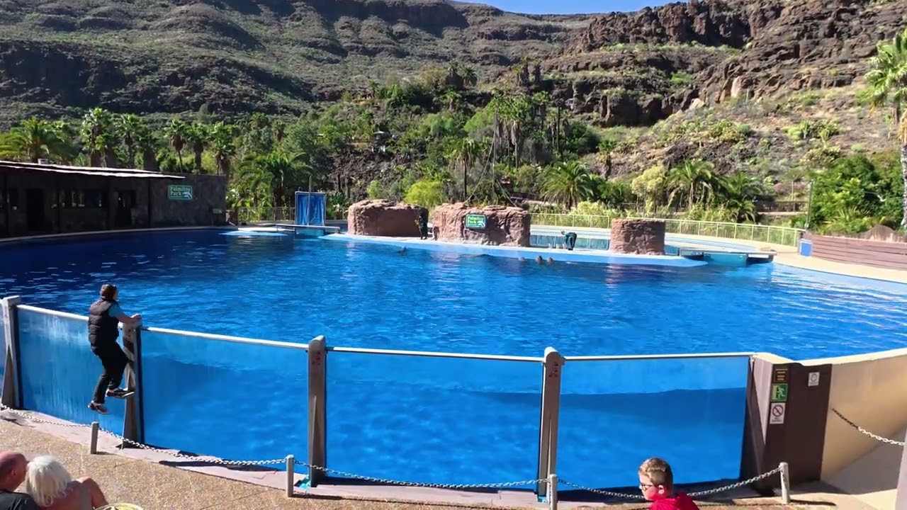 Dolphin Show Palmitos Park Gran Canaria 2026