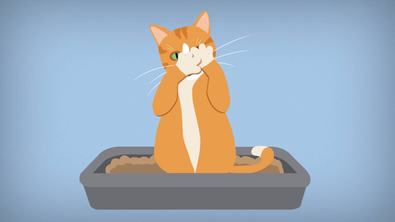 Cat facts: Debunking cat myths and misconceptions