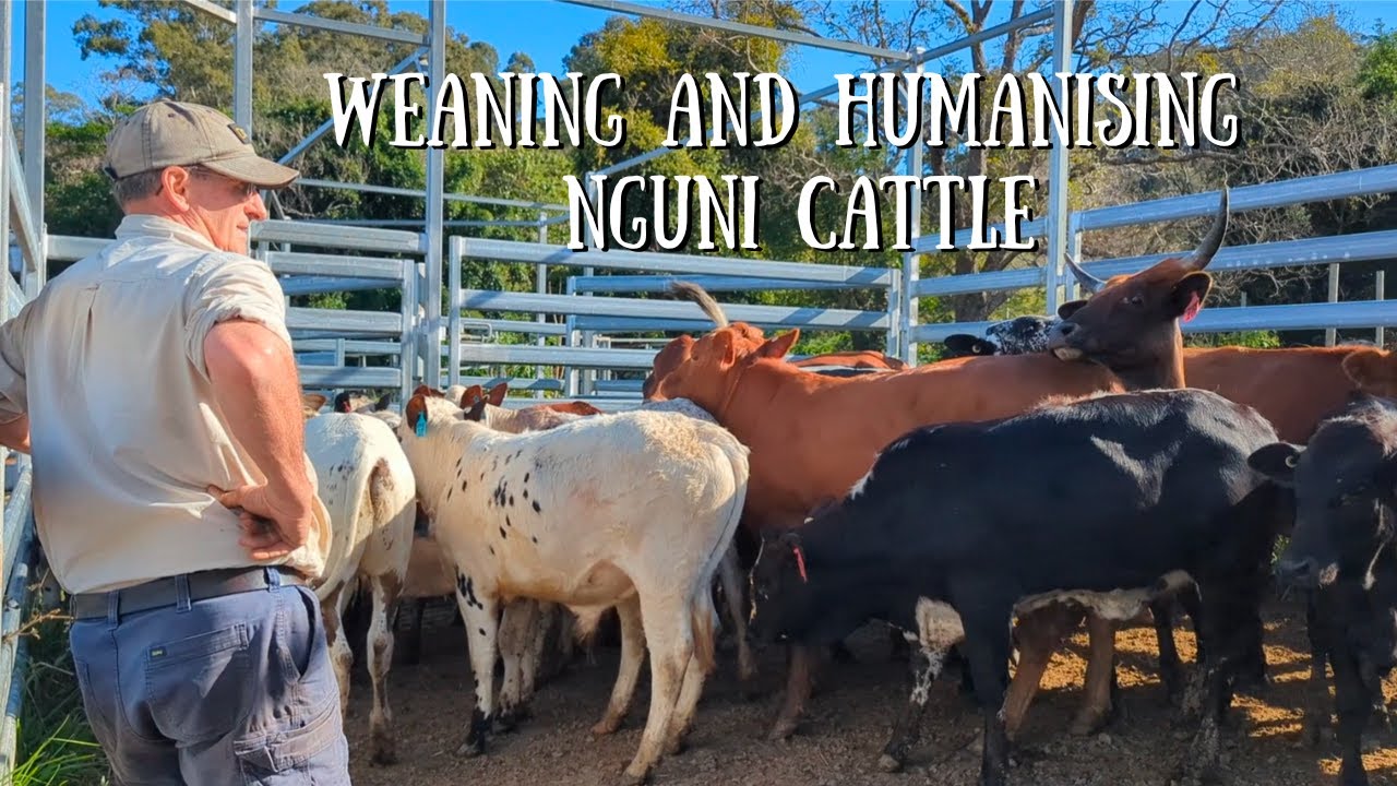 Weaning and Humanising Our Nguni Cattle | Out in the Yards with Bryant