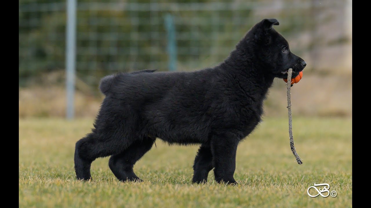 Sacha Katargo / 7 - 10 weeks old - German Shepherd Puppy