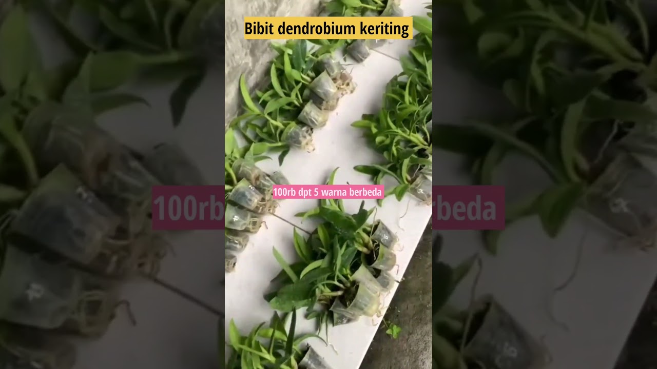 Bibit anggrek dendrobium keriting