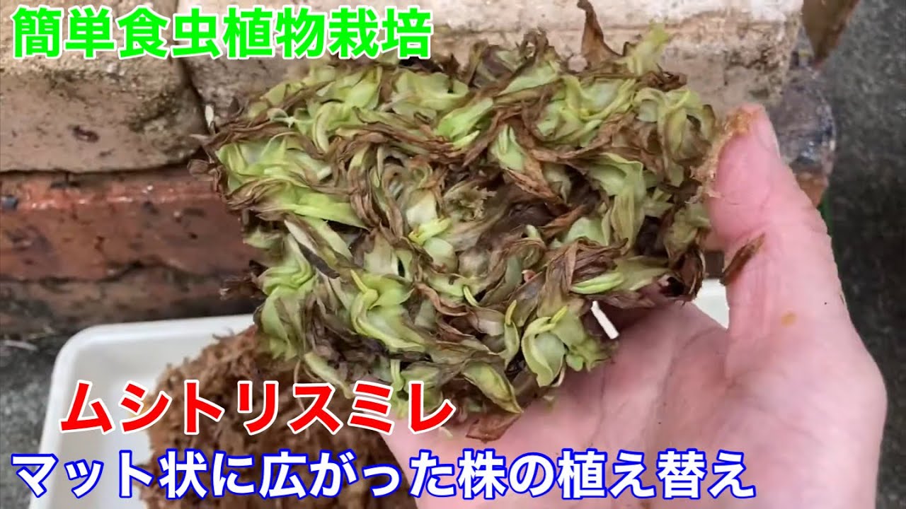 ムシトリスミレをいつもとは違う方法で植え替える！