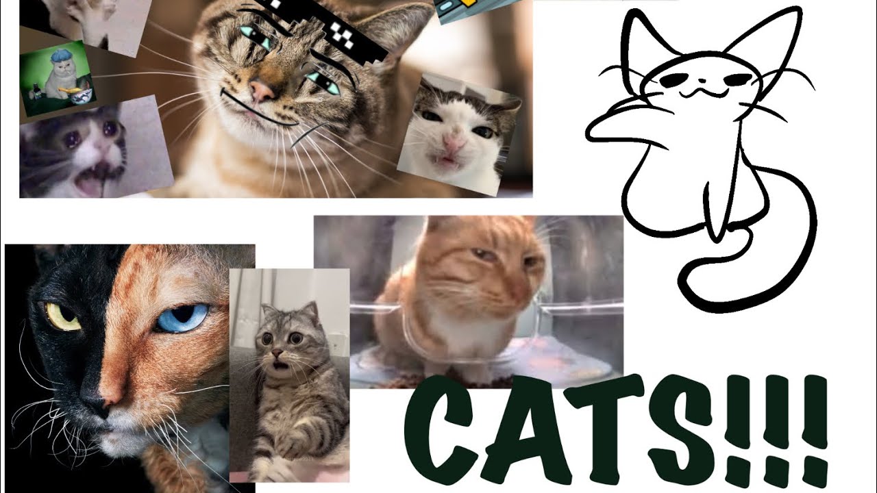 Super super educational video about cats!!!!!!!! (Def not clickbait) 