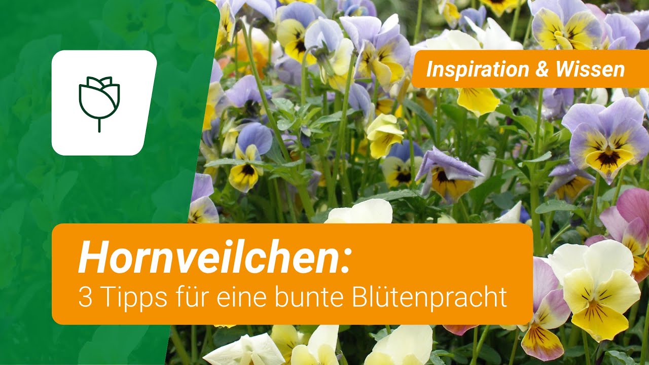 Hornveilchen: 3 Tipps f&uuml;r eine bunte Bl&uuml;tenpracht