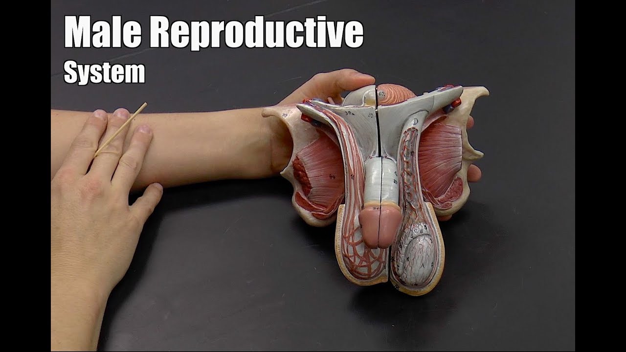 Male Reproductive System