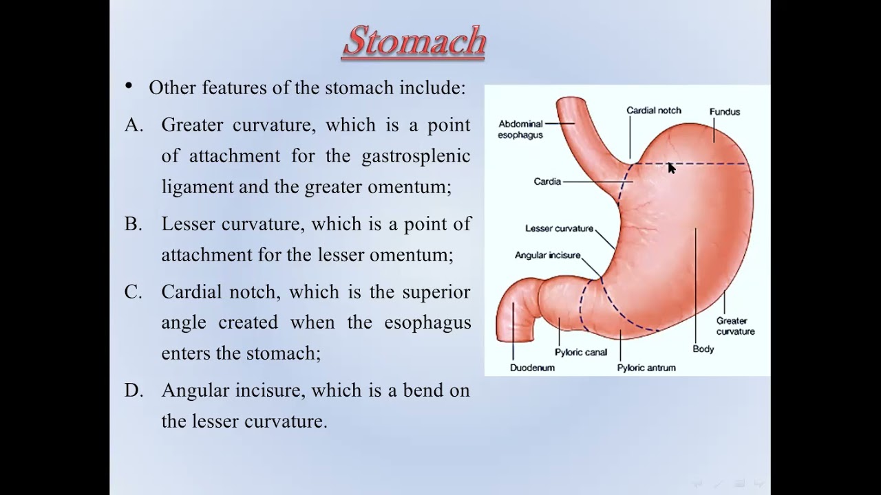 Abdominal Viscera