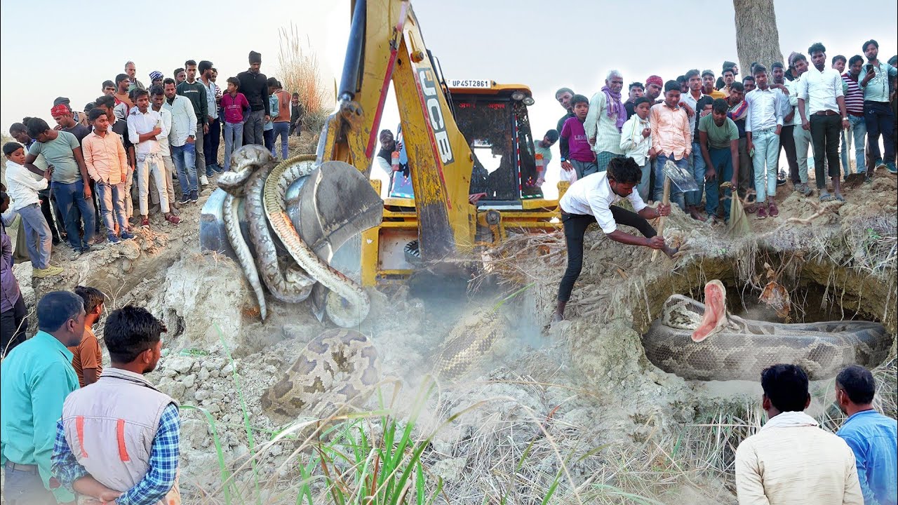 मछलियों से भरे तालाब के किनारे जेसीबी की खुदाई के दौरान इस बिल में इतने सारे अजगर...😱 Snake Video