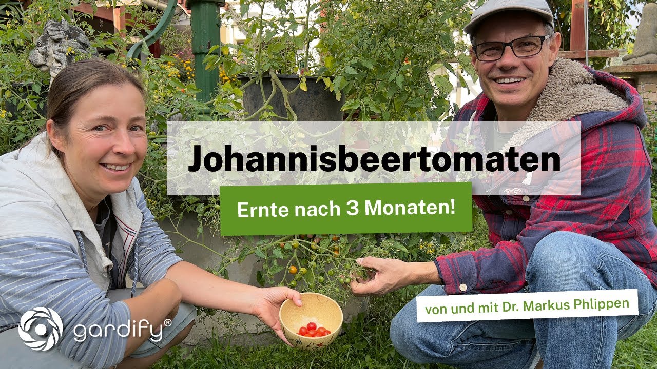 Update: Johannisbeertomaten - Ernte nach Drei Monaten. Ideal für Kinder und für Anfänger!
