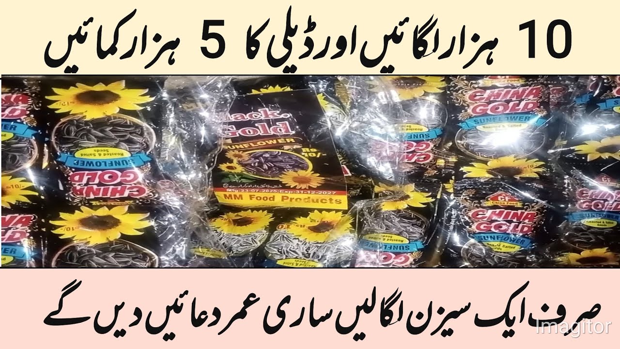 Sunflower seeds business | roasted seeds business | Black gold sunflower seed | seasonal work