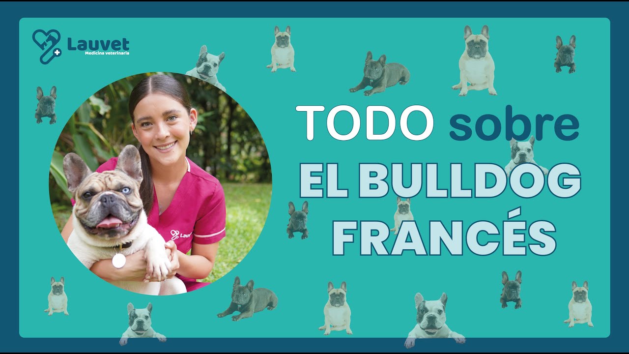 TODO LO QUE DEBES SABER SOBRE EL BULLDOG FRANCÉS | Lauvet