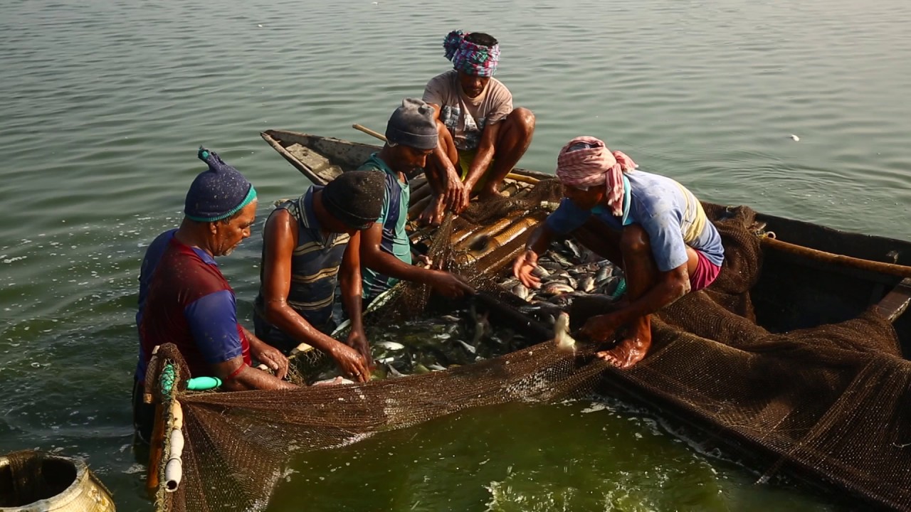 UNITED VOICES , SUSTAINABLE SOLUTIONS - a short environmental documentary on East Kolkata Wetland