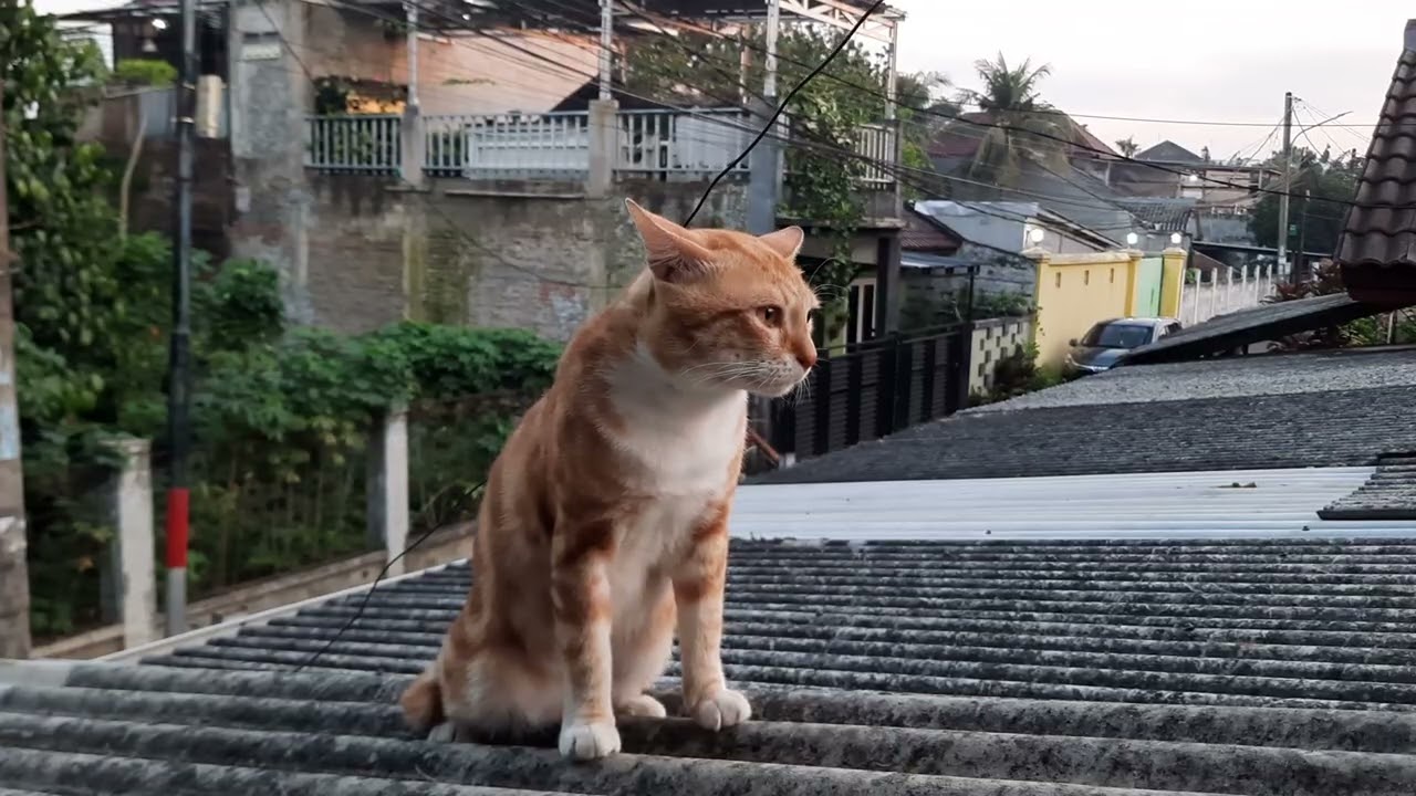 Oyen menikmati senja 