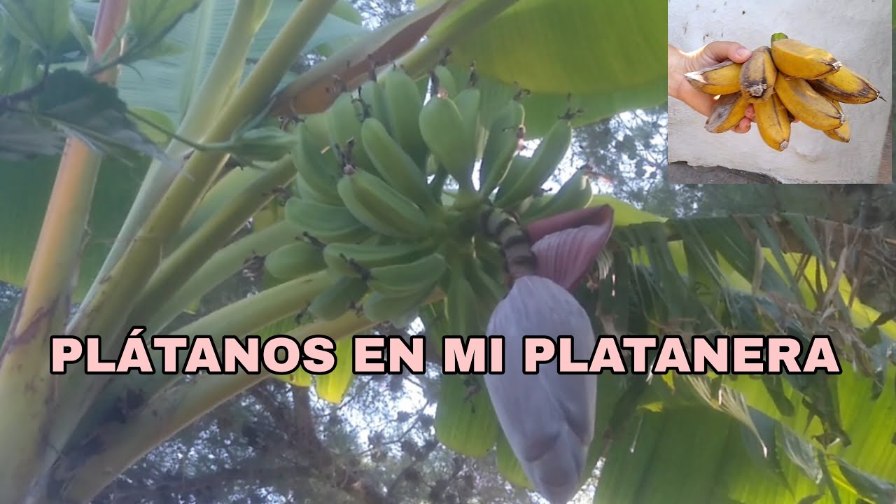 Plátanos en mi platanera!!!
