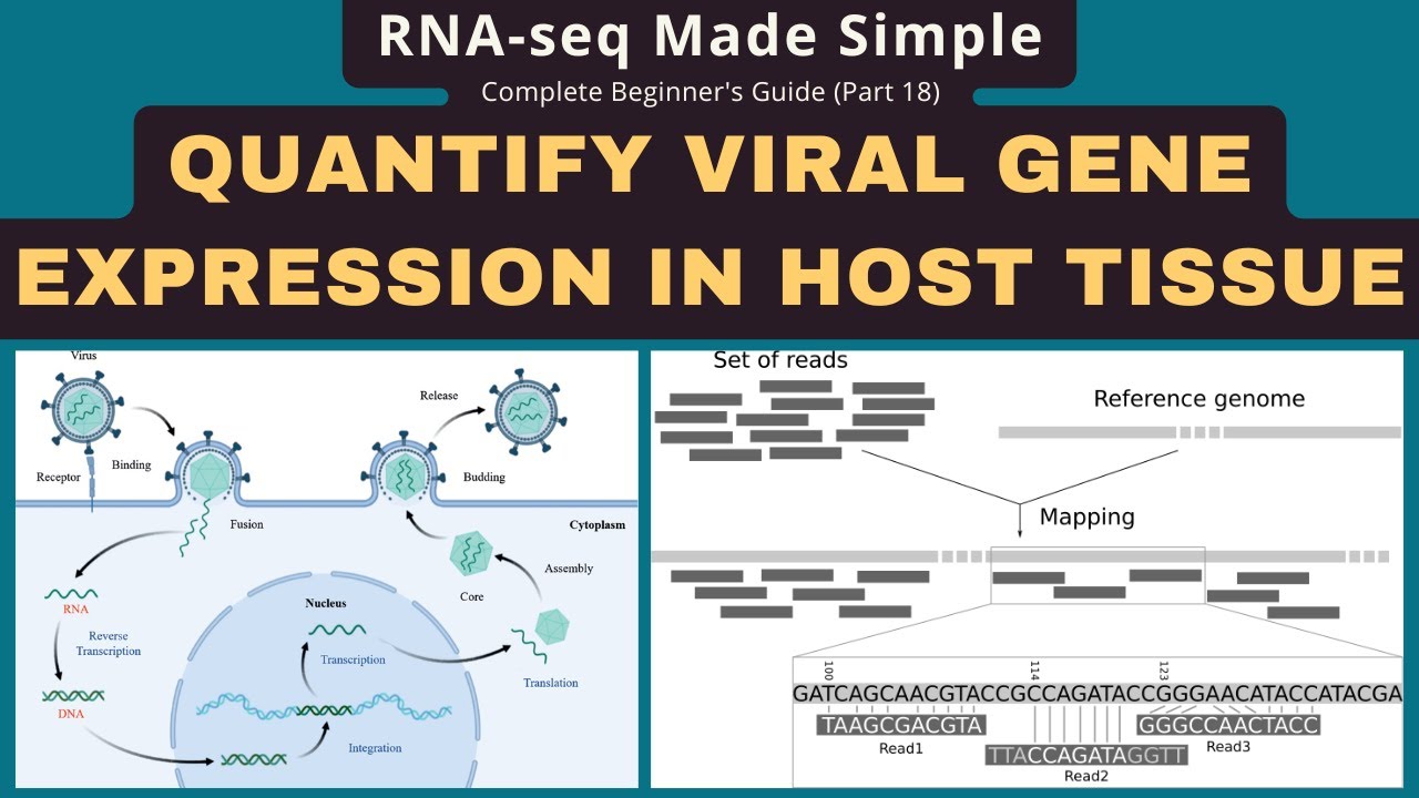 Quantify Viral Gene Expression in RNA-seq: STAR & featureCounts