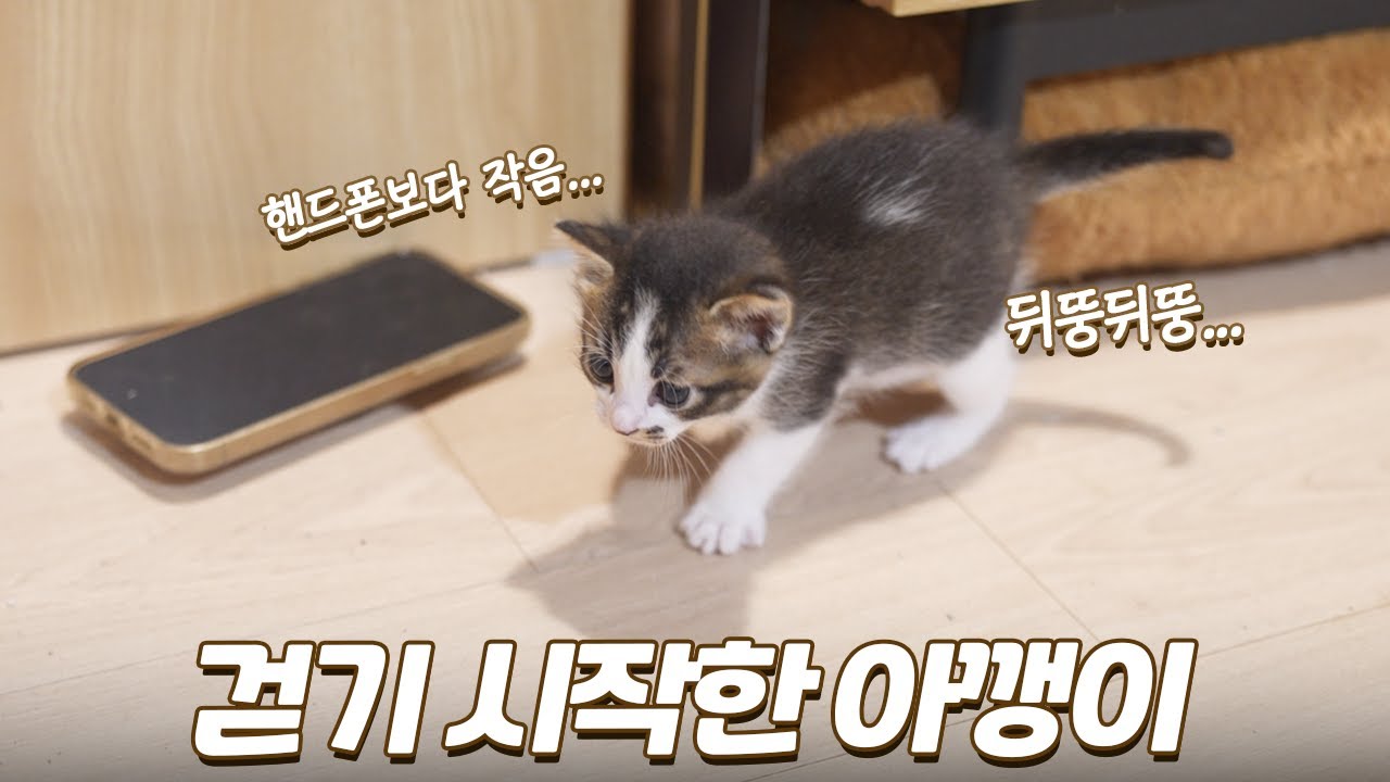 드디어 산실 밖에서 걷기 시작한 아기 고양이들!!