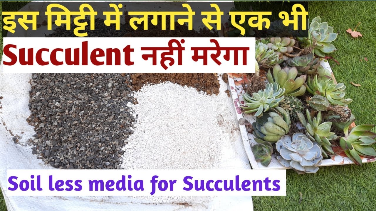 ऐसी मिट्टी जिसमे एक भी Succulent नहीं मरेगा,Soiless Media for Cactus & Succulents
