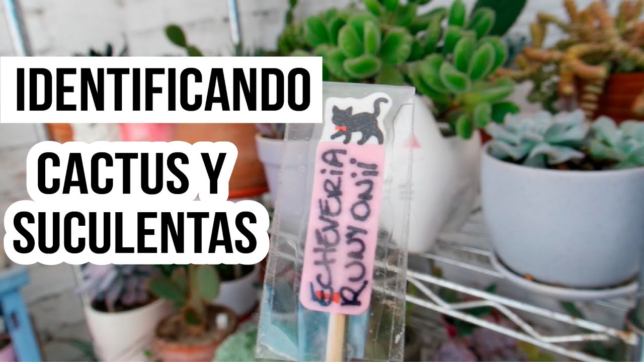 NOMBRES DE CACTUS Y SUCULENTAS ETIQUETANDO UNA POR UNA MIS PLANTAS | MILICIENTA
