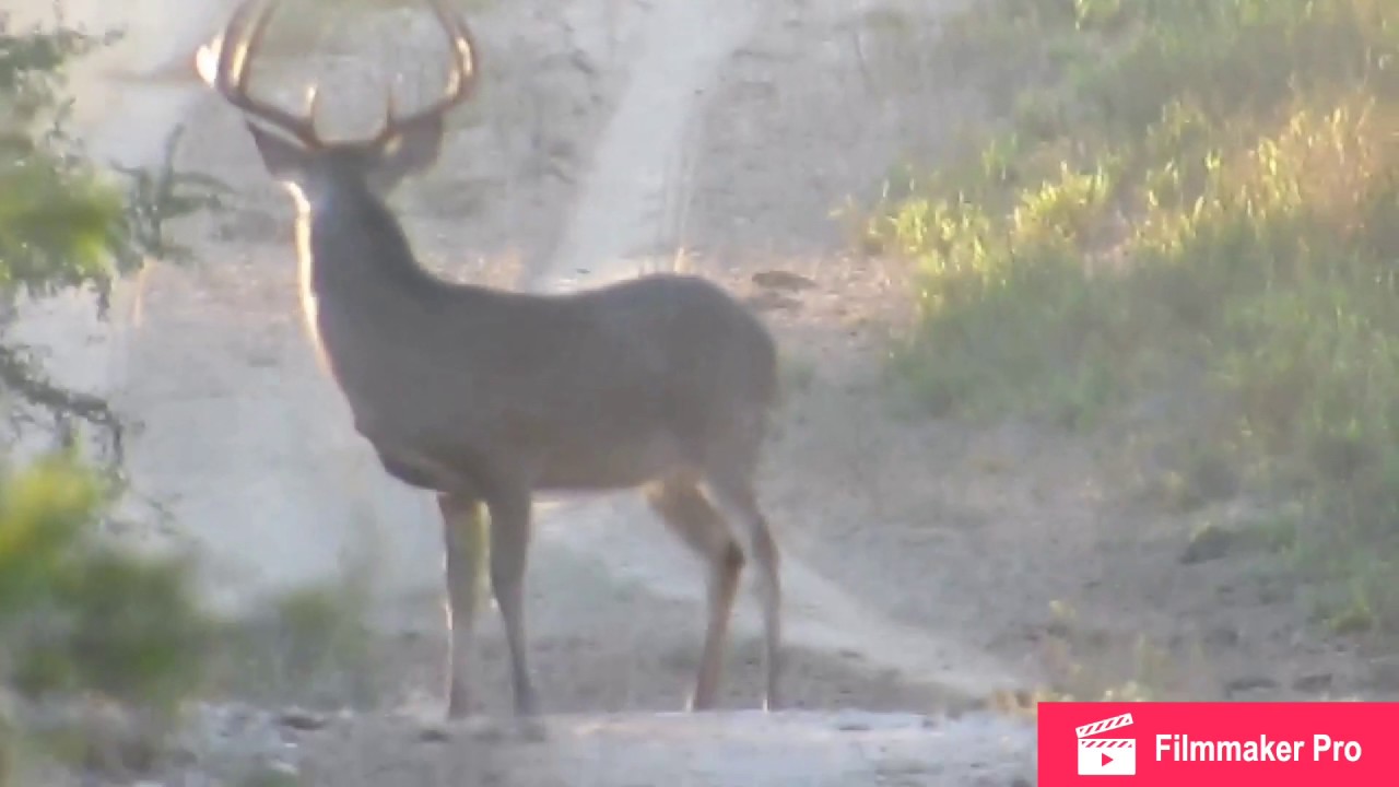 South Texas eight point