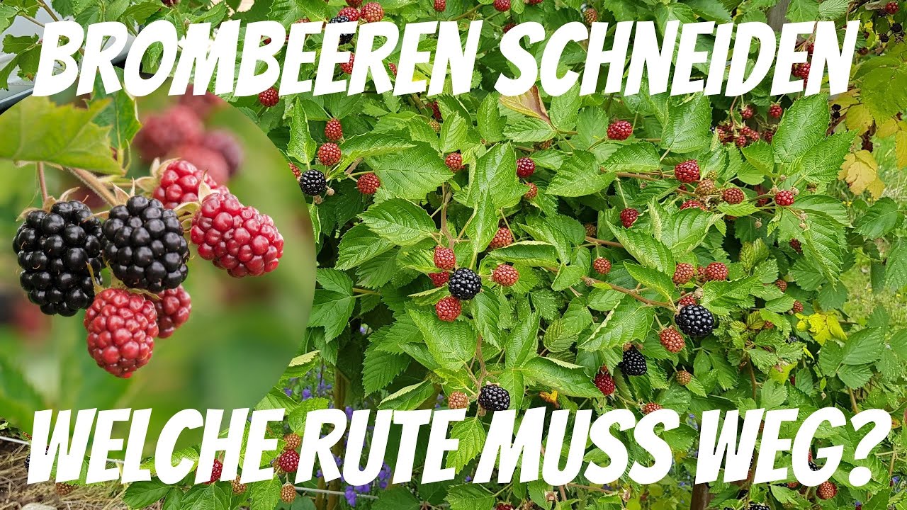 Brombeere schneiden   Welche Rute muss weg?