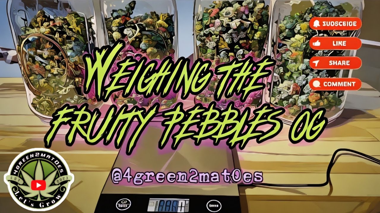 Final weight of the fruity pebbles og harvest #subscribe #garden #seeds