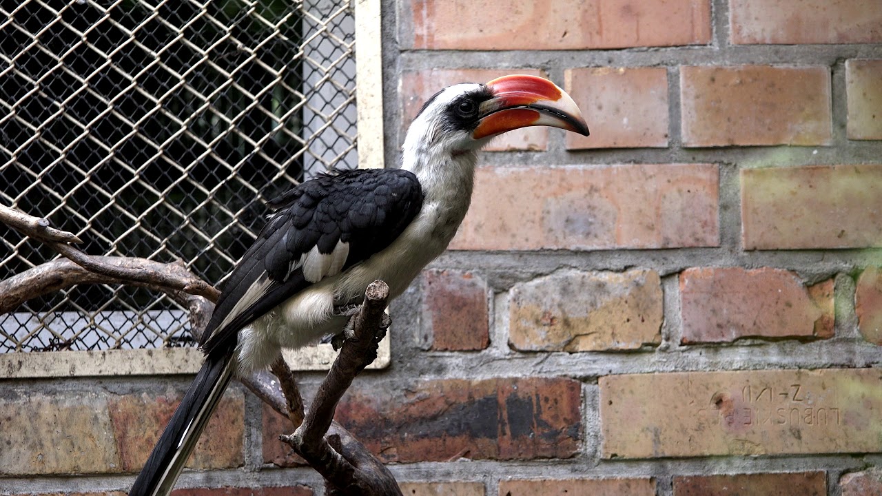 VON DER DECKEN'S HORNBILL   ZOO IN OPOLE