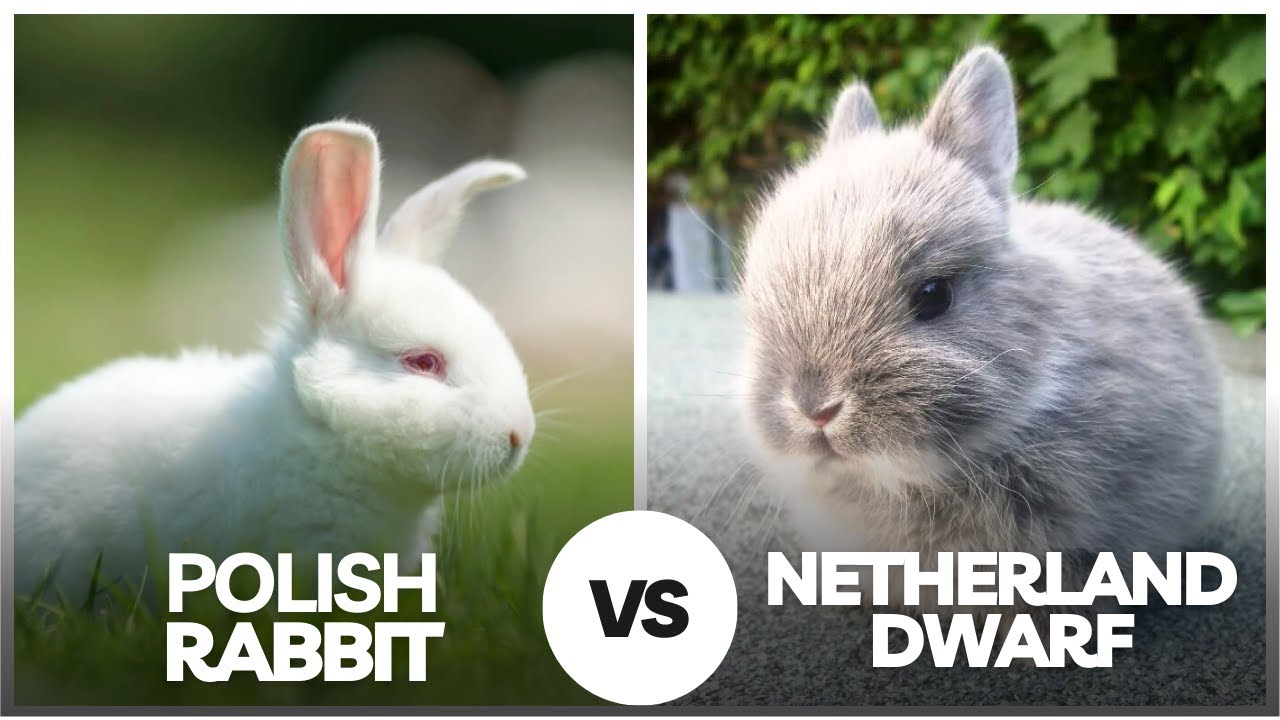 Polish Rabbit vs Netherland Dwarf? 🐰 Cutest Pet Bunny Comparison!