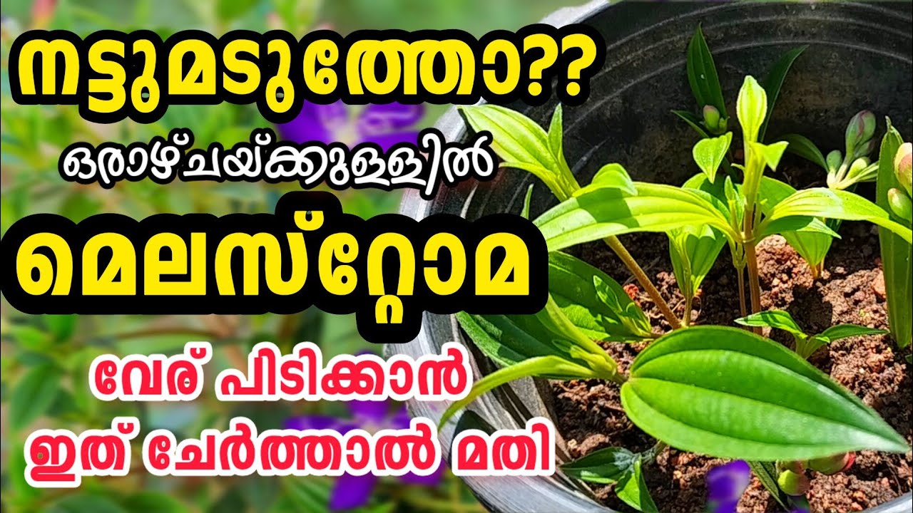 ഇങ്ങനെ ചെയ്താൽ മെലസ്റ്റോമ എളുപ്പത്തിൽ കമ്പ് മുറിച്ച് വേര് പിടിപ്പിക്കാം|Melastoma Rooting Technique