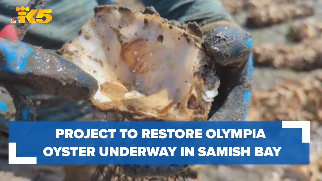Project aims to restore Olympia oysters to Samish Bay