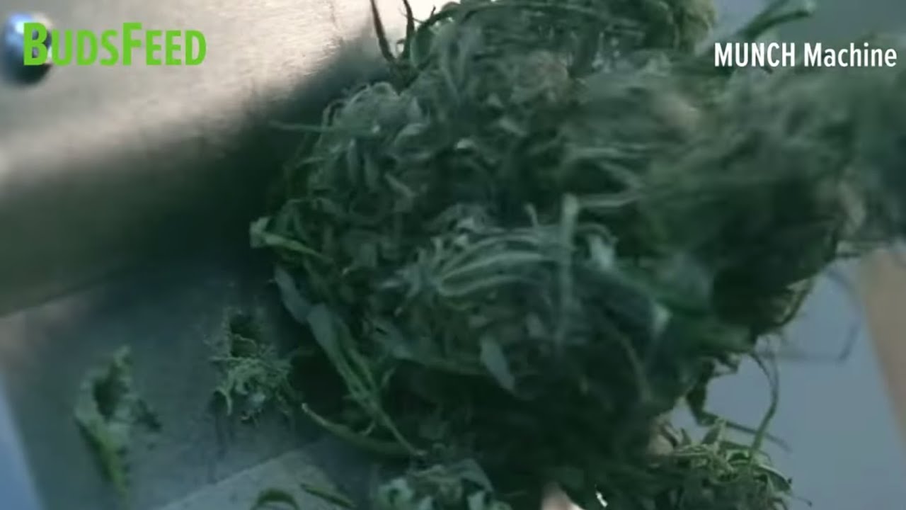 The Mother Bucker by Munch Machine - Featured On BudsFeed