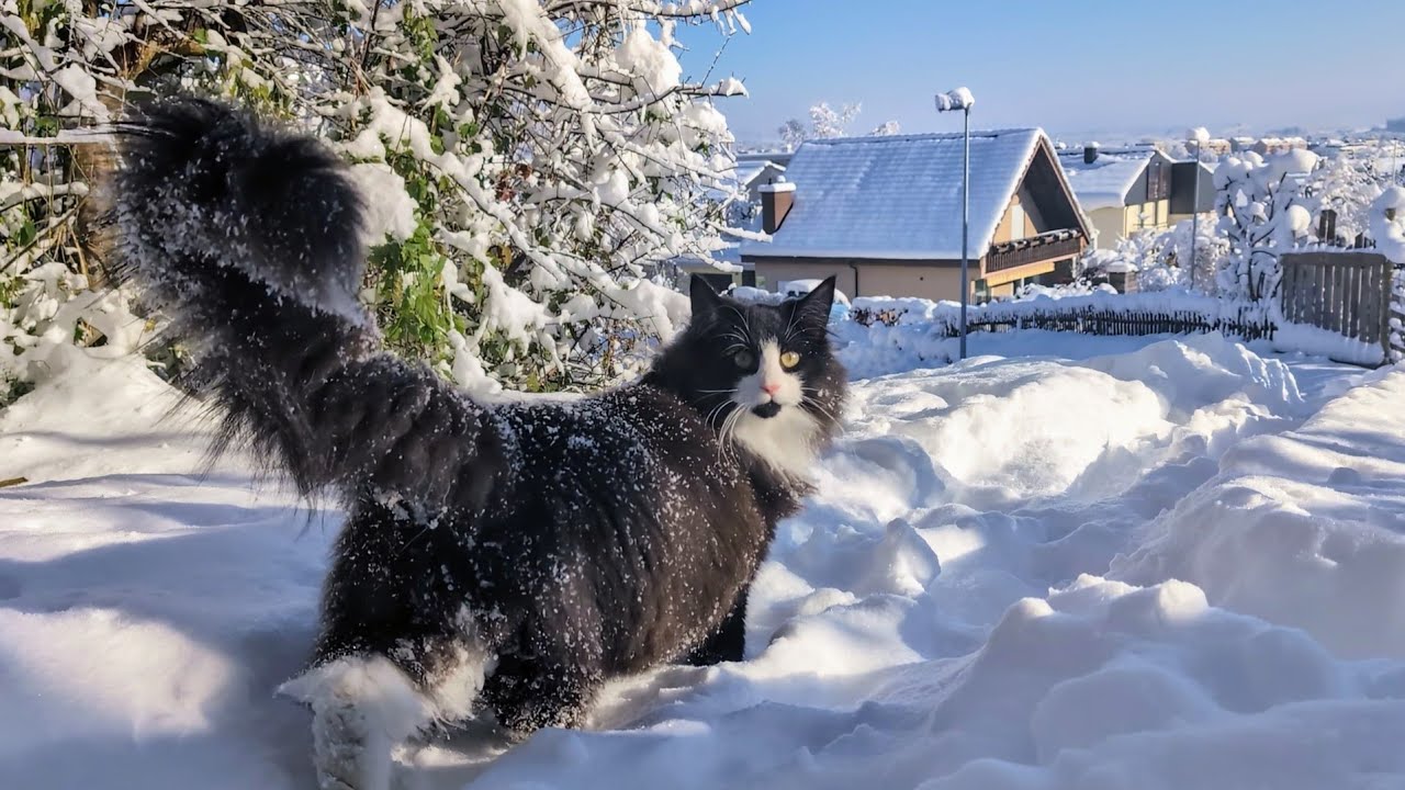Norwegian Forest Cat: Odin as little Bigfoot