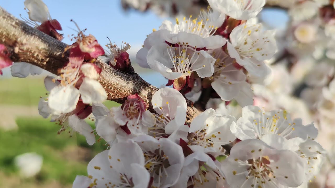 VAN GEVAŞ G&Ouml;R&Uuml;ND&Uuml; K&Ouml;Y&Uuml; | 8K 60 FPS NATURE DEMO
