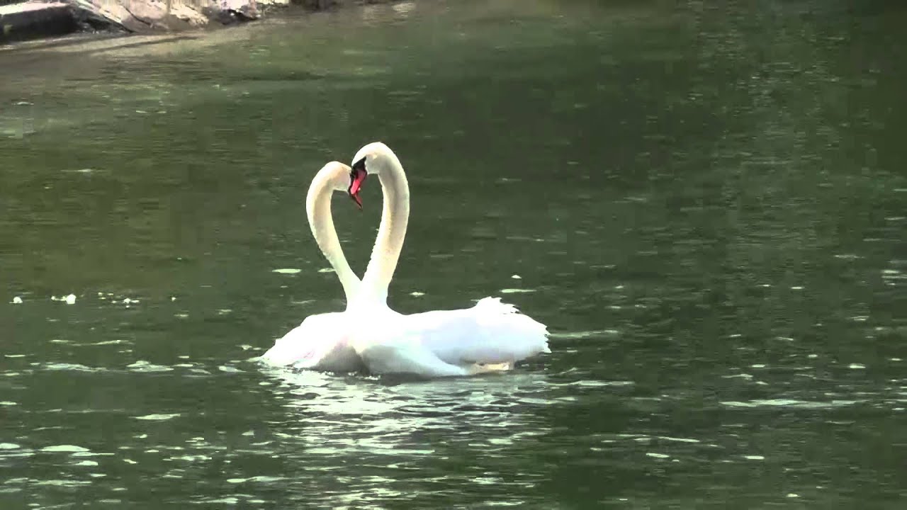 Paarung der Schwäne / Pairing of Swans