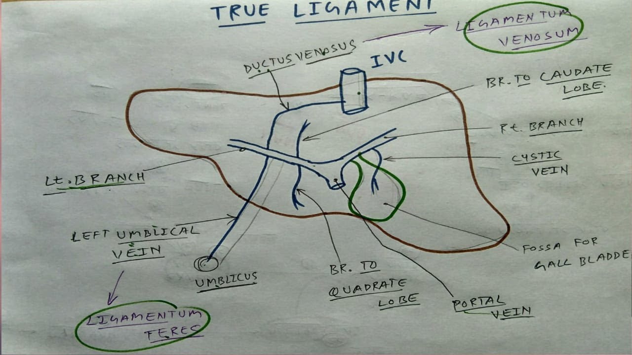 True ligament of liver- 7, Diagram | TCML