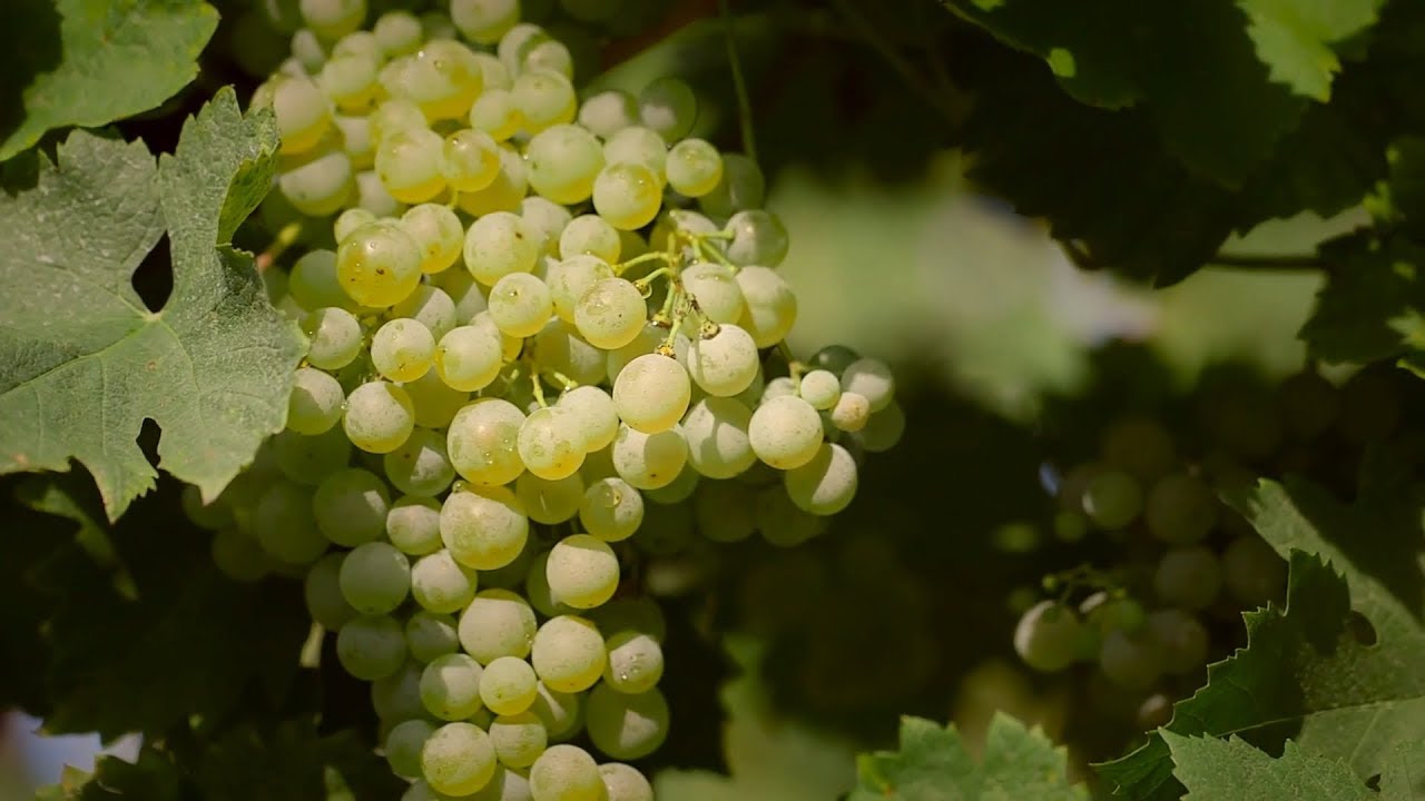 Bottega - The History of Prosecco - English