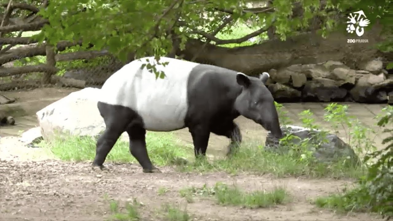 Zoo Praha:  Proč se tap&iacute;r vět&scaron;inu dne v&aacute;l&iacute;?