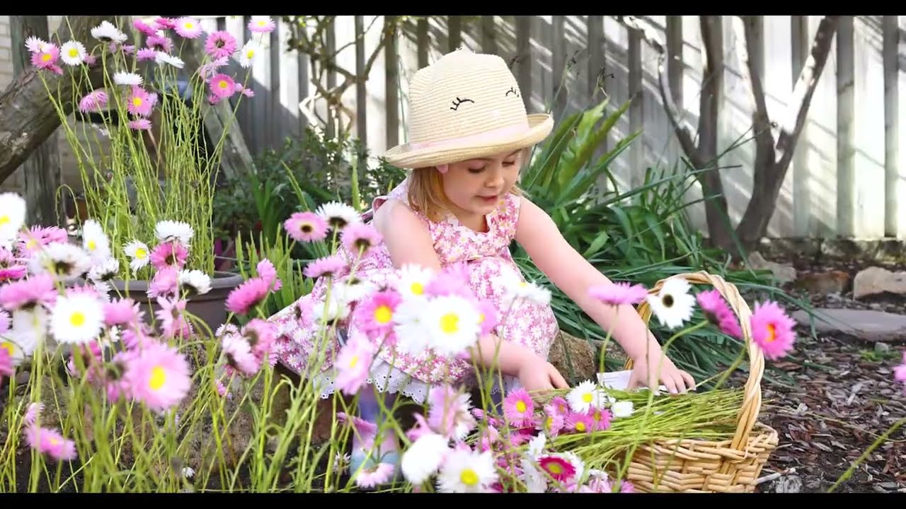How to grow Everlastings