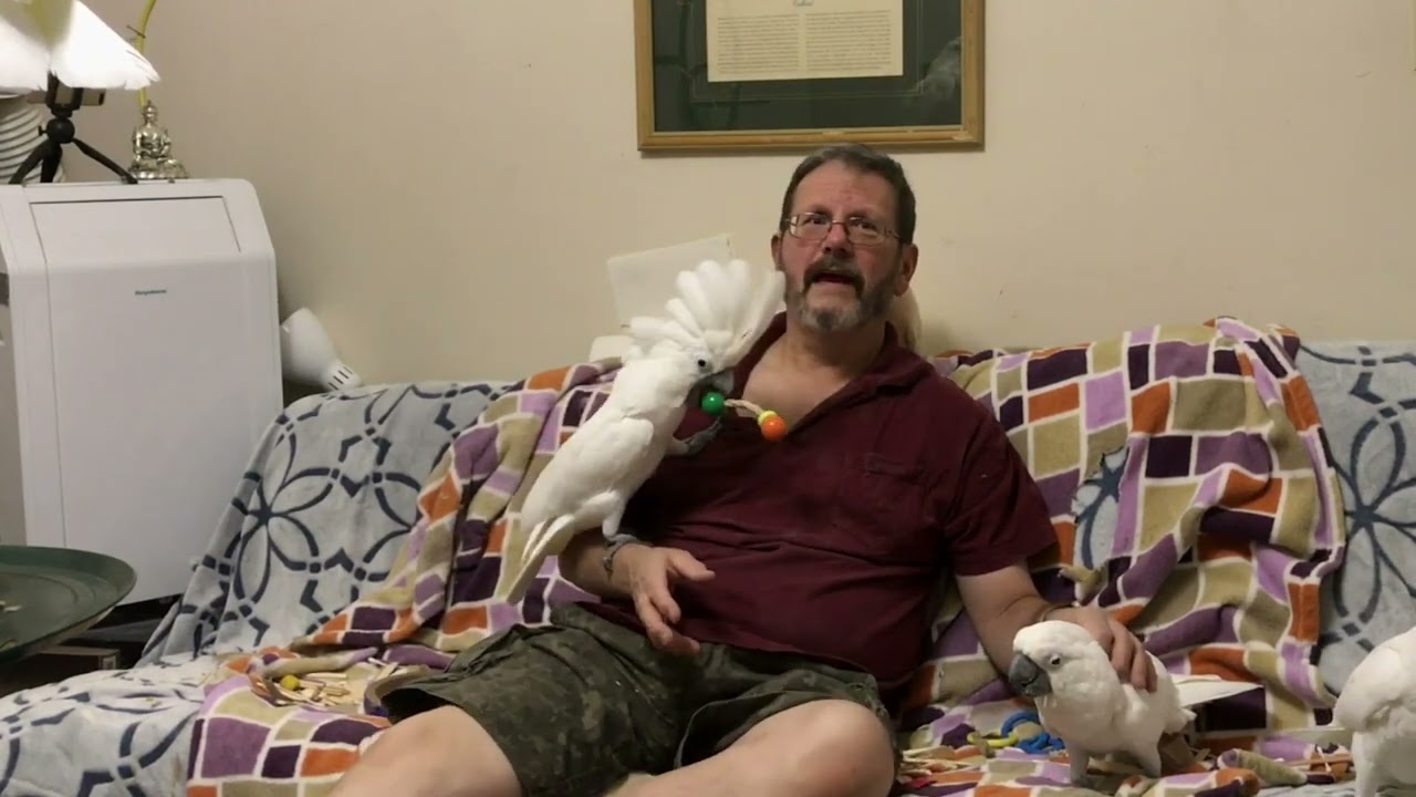Adoption Tip & handling a fight. Cockatoos fight for territory. Choose a parrot.