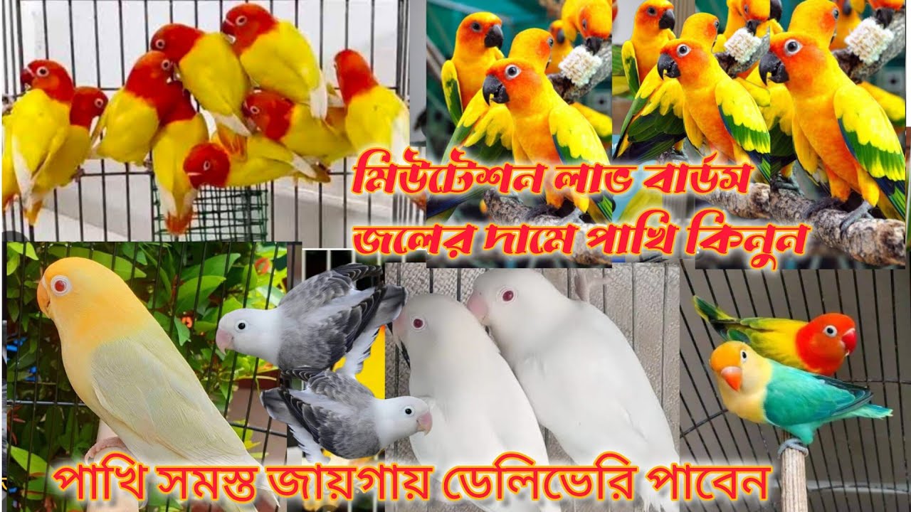 ঘরে বসে পাখি কিনুন, মিউটেশন লাভ বার্ডস, সান কনুর, সেল ফোন করুন 6296962374