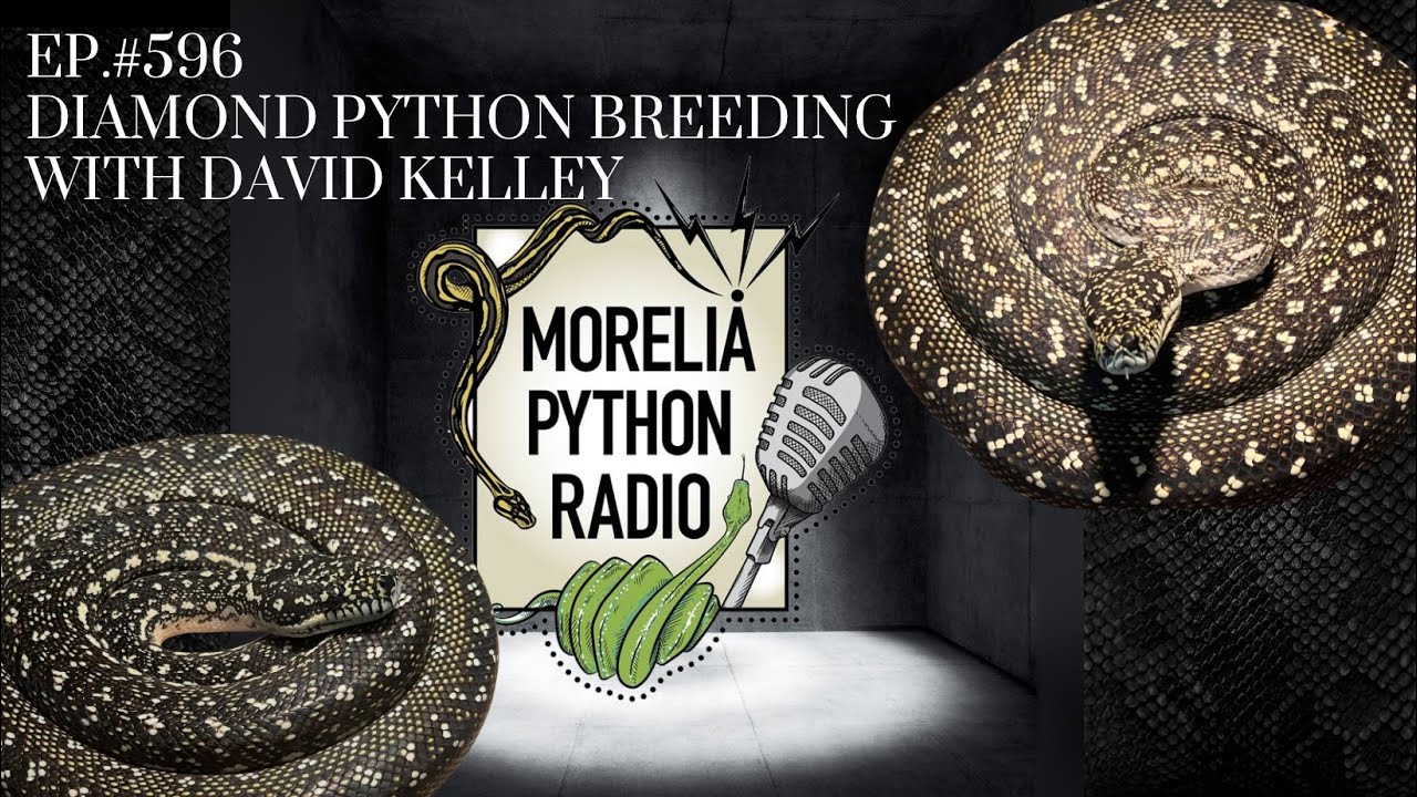 Breeding Diamond Pythons w/David Kelley