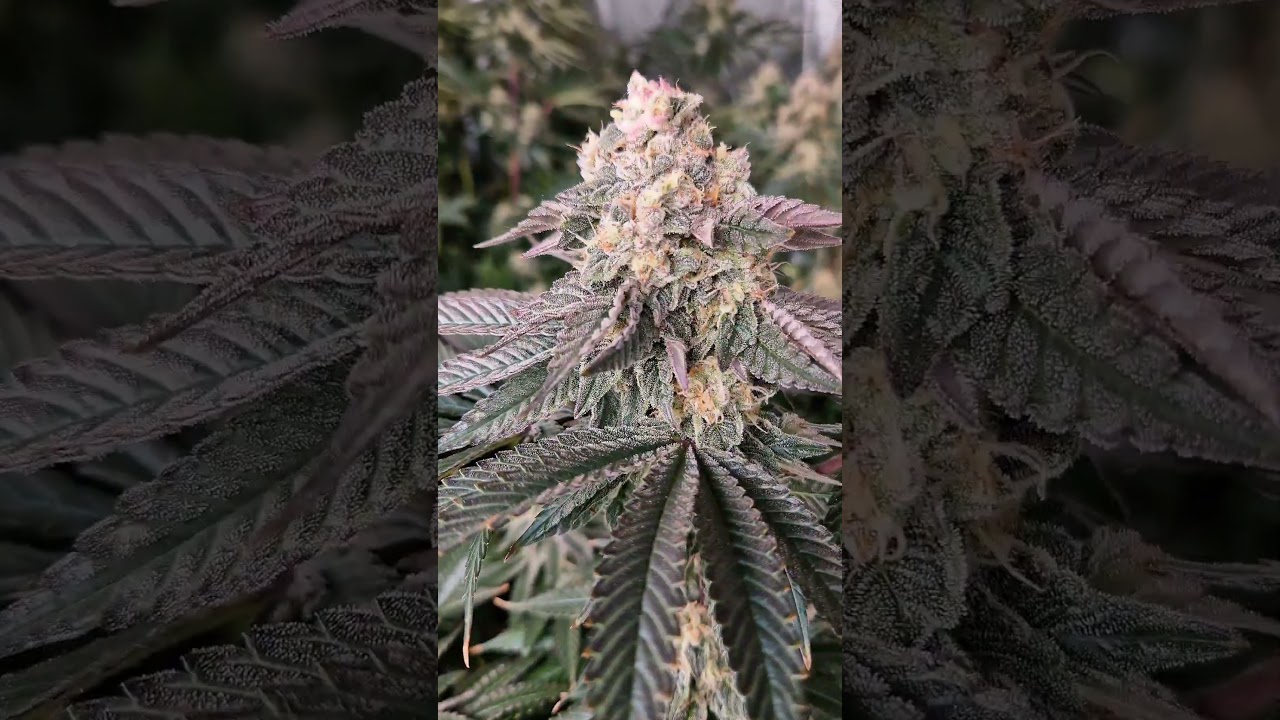 Blue Zushi Growers Choise #growerscommunity #growerslove #bluezushi #growerschoise #spiderfarmerled