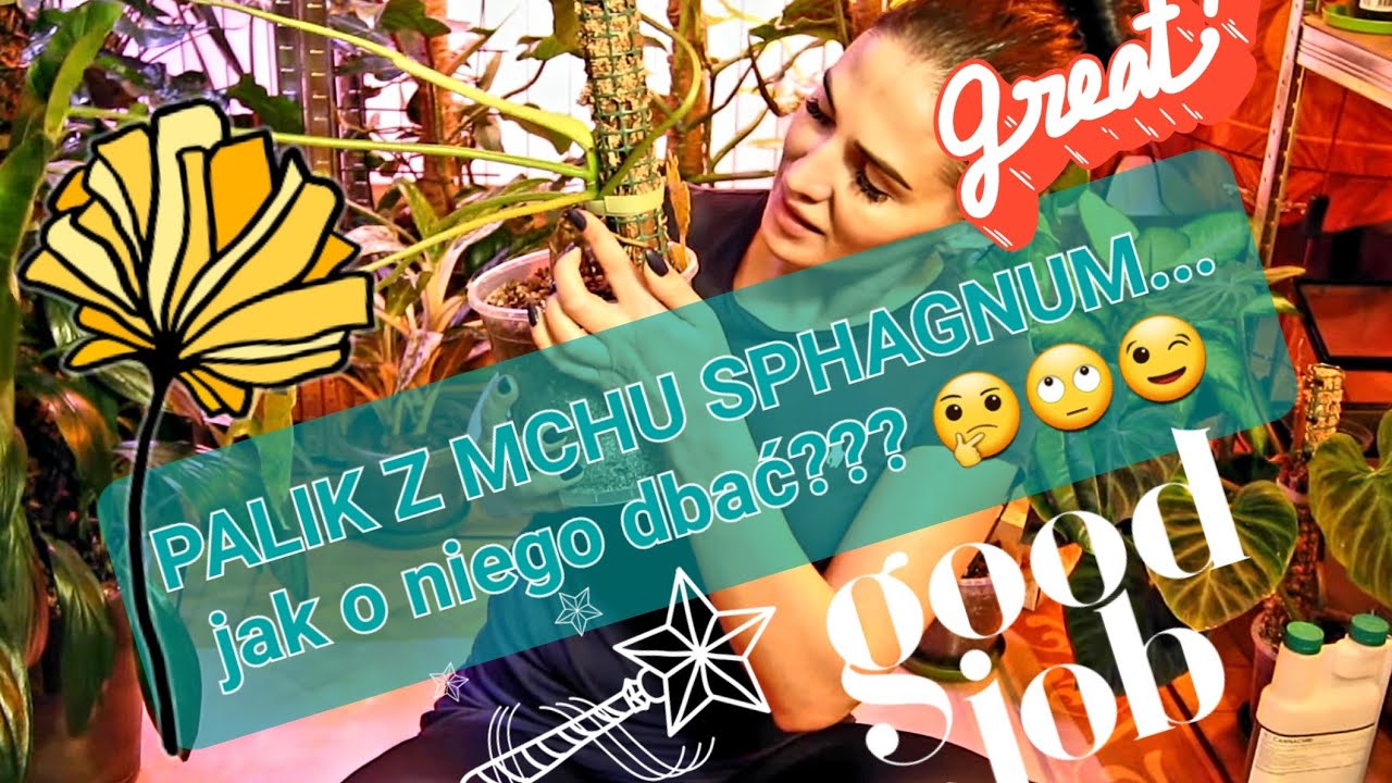 PALIK Z MCHU... jak o niego dbać ☺️🤗😁 #sphagnum #plants #plantlovers