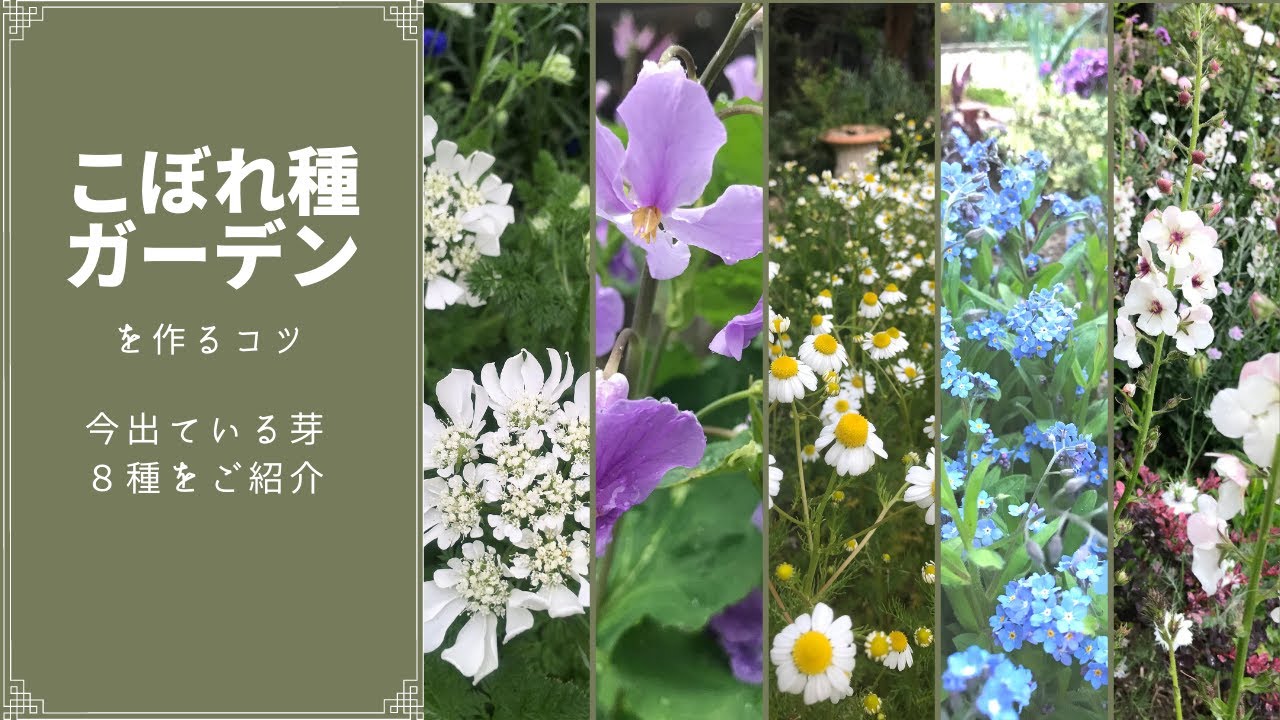 《お庭でこぼれ種を活かすコツ》オルレア・ニゲラ・カモミール・ワスレナグサなど８種の芽を見分けよう／