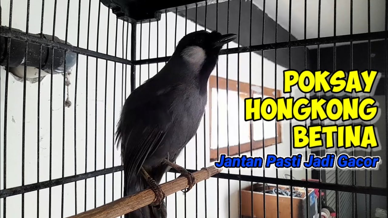 Sangat Ampuh Memancing Poksay Hongkong Jantan Menjadi Gacor ! #poksayhongkong #poksayhongkongbetina 