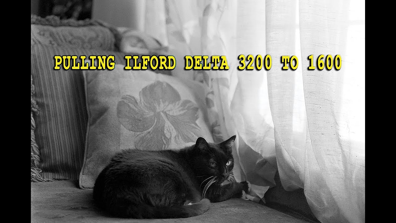 Shooting Ilford Delta 3200 at 1600