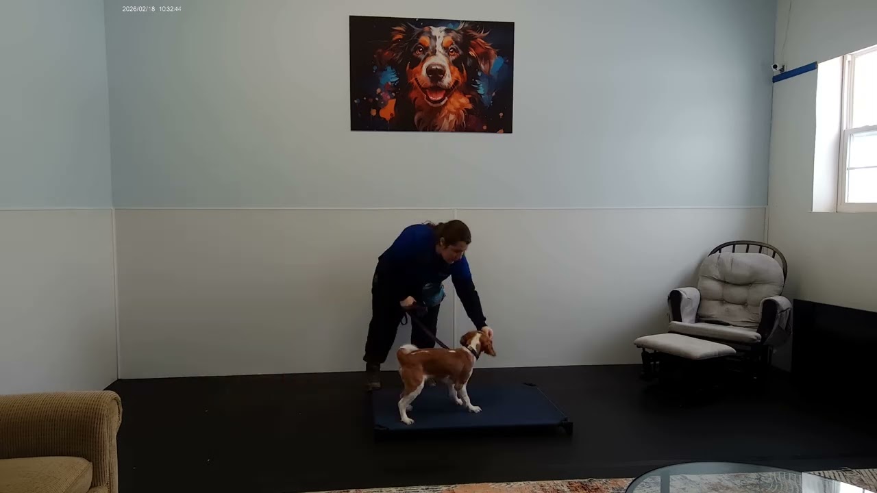 Mercer the Cavalier King Charles Spaniel | Day 3 Day Train | Place Command Training