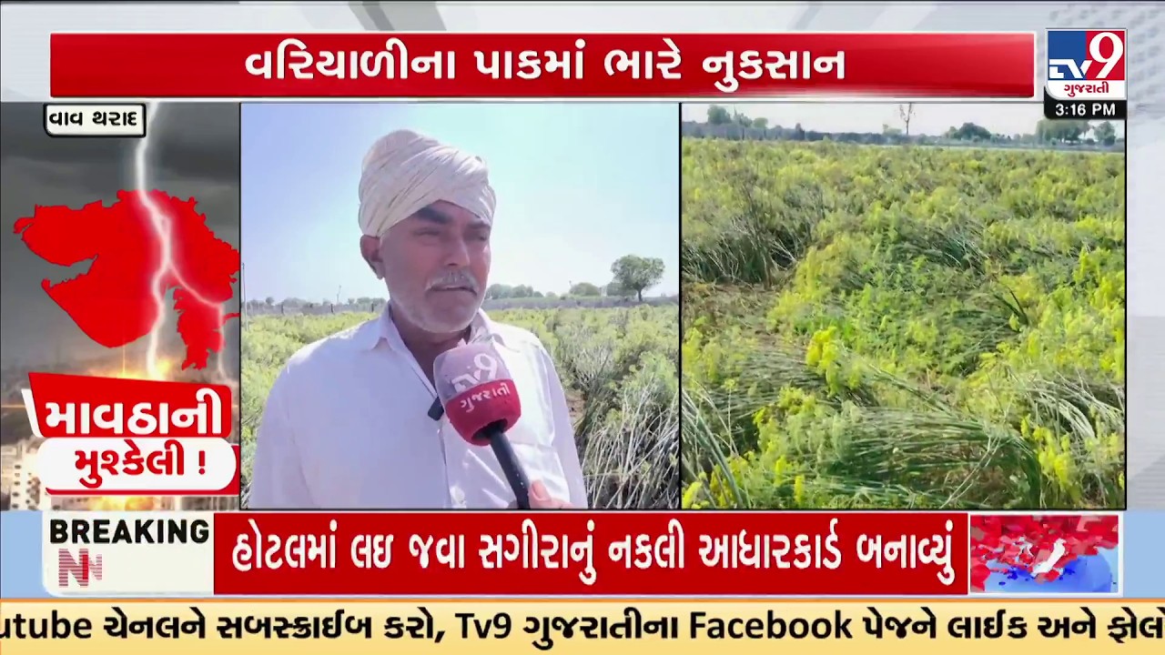Tharad Farmers in Shock: Entire Fennel Harvest Ruined by Heavy Rain | TV9Gujarati