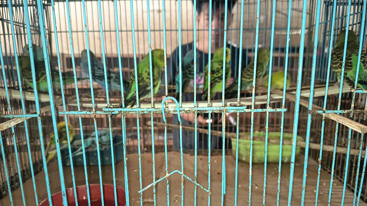 UPDETE STOK TERBARU KIOS ABADI BIRD TANGERANG MINGGU 18 JANUARI 2026