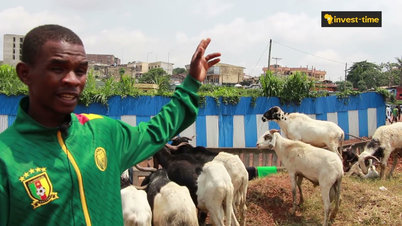 Tabaski 2024 au Cameroun : le prix du mouton flambe #investment #tabaski #mouton #elevage